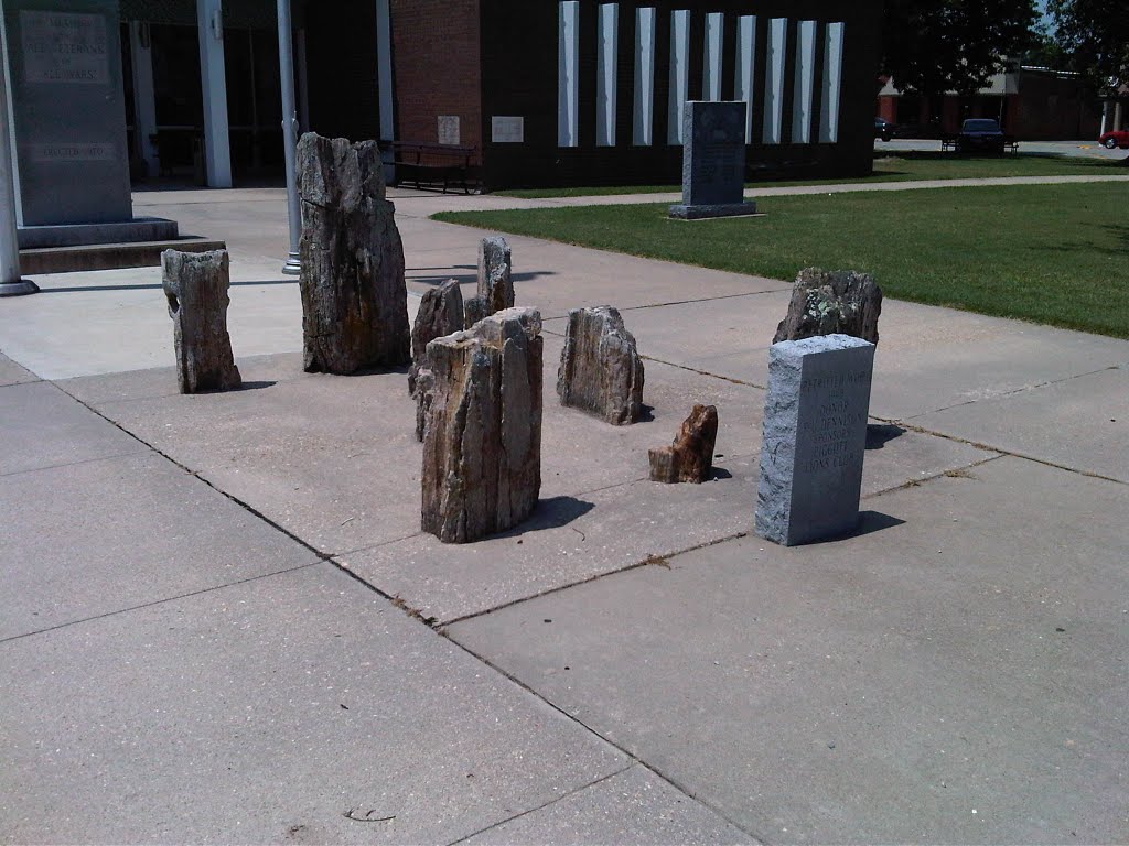Display of petrified wood