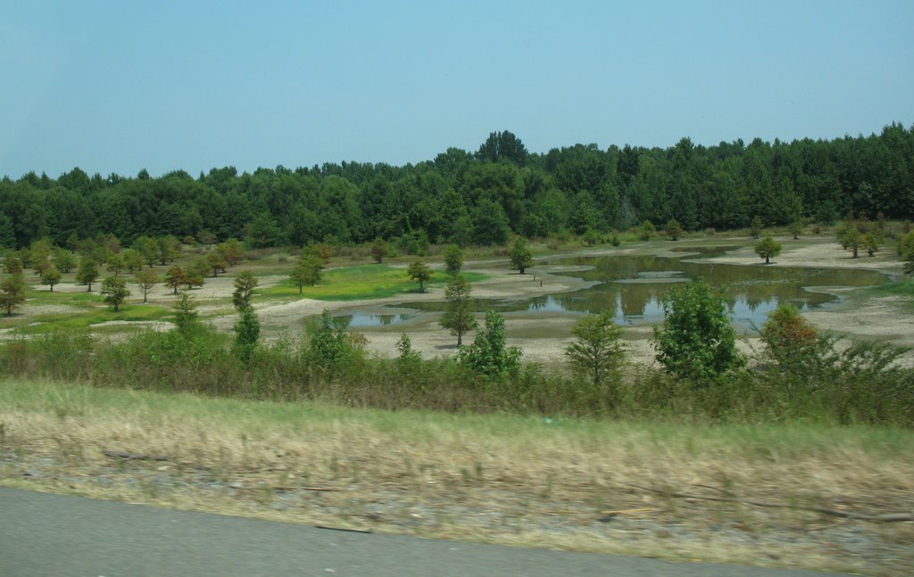 Young pines at Pine Bluff