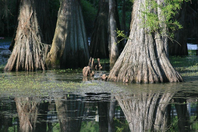 Mirrored Trees in Bayou de Siard