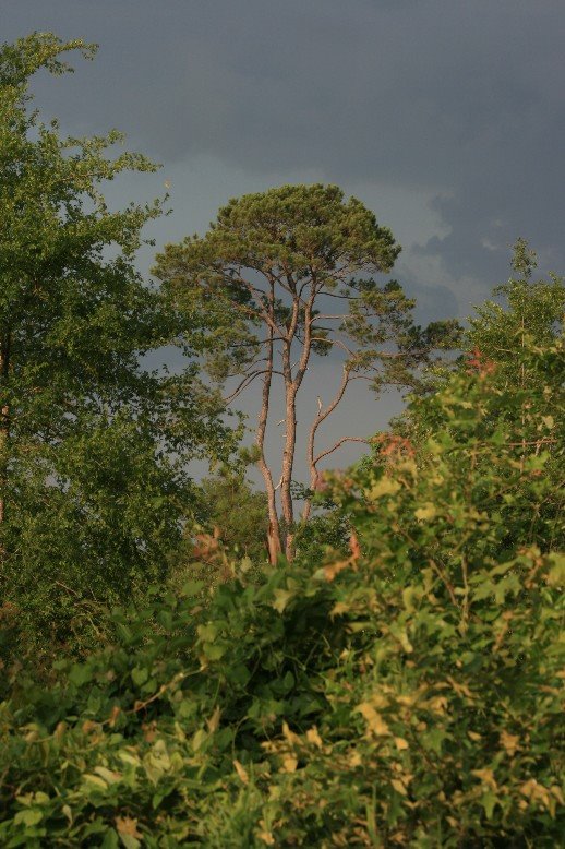 Distant Tree on Route 134