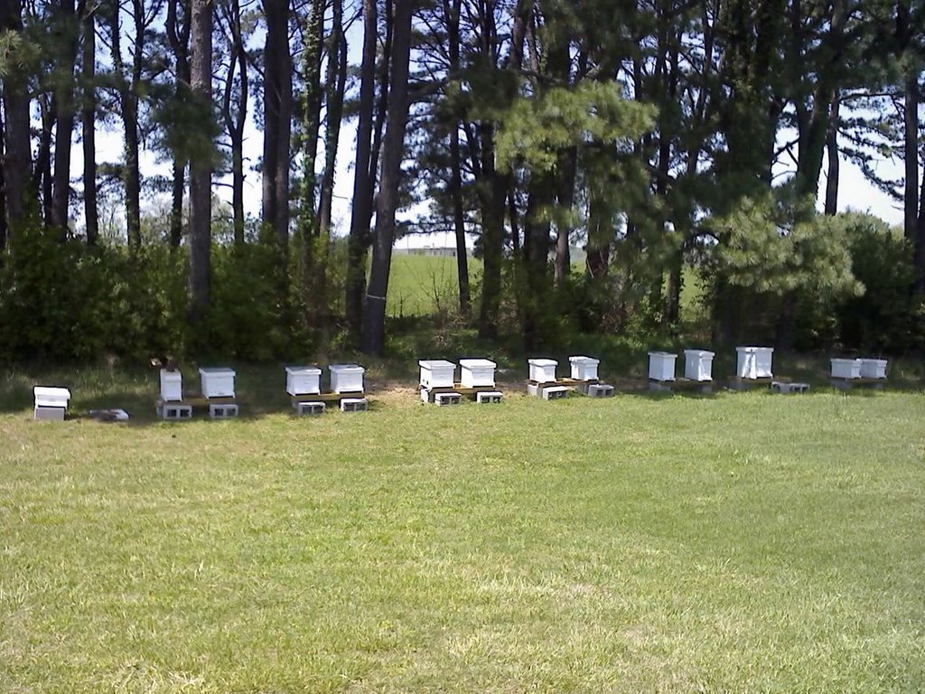 Entomology Club Apiary