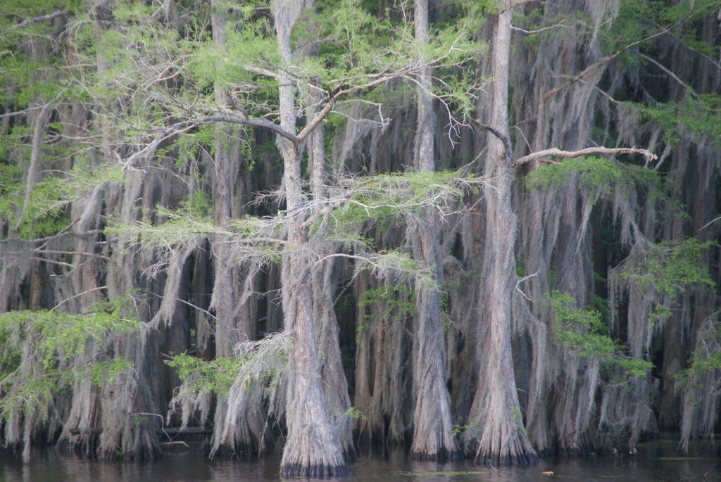 Heavy moss load on trees at Caddo Lake near Uncertain TX