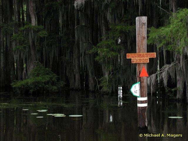 Alligator Bayou, Caddo Lake, Texas