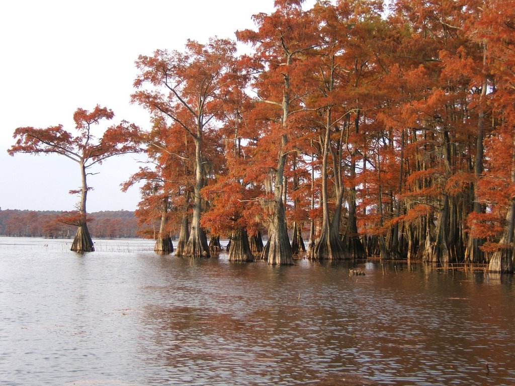 Jap Island in the fall