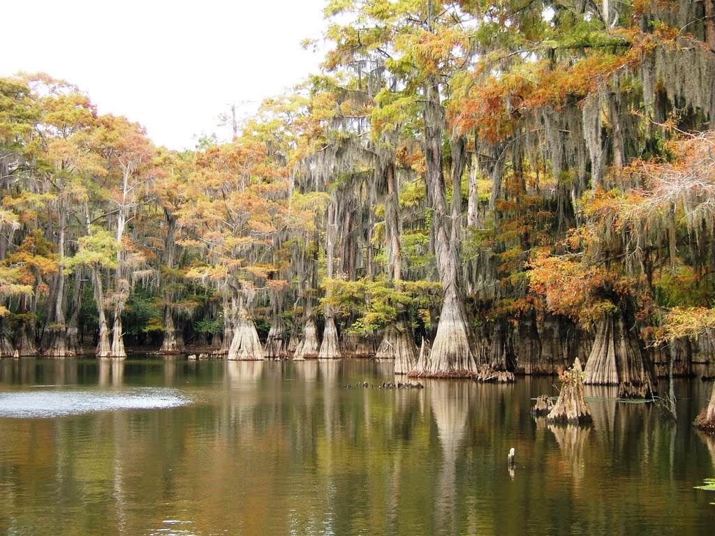 Big Cypress in the Fall