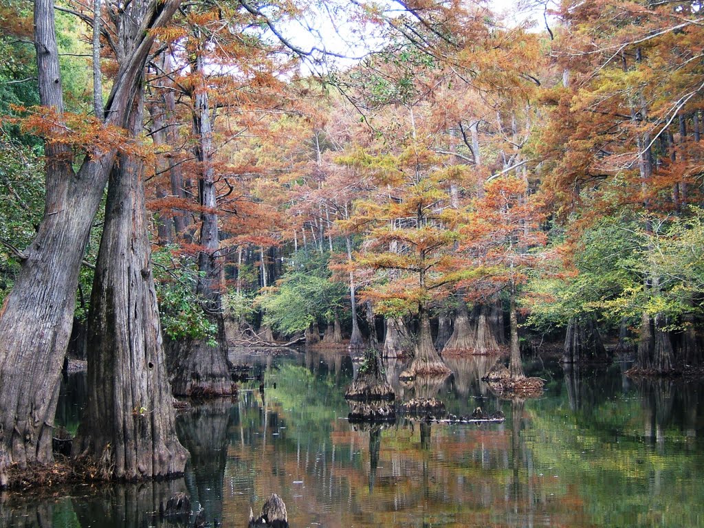 Mouth of Black Cypress Bayou