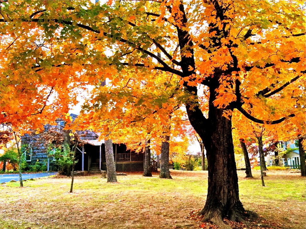 Fall in Fayetteville