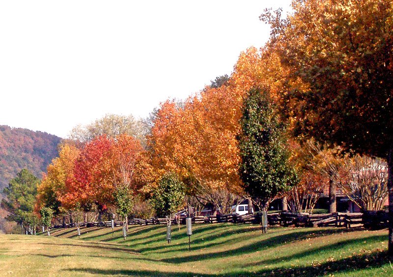 Colorful Trees