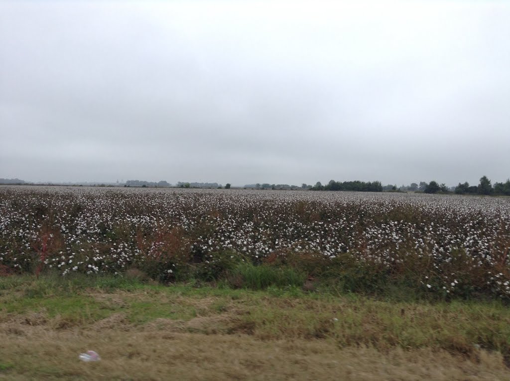 Madison -Arkansas - Cotton plantations