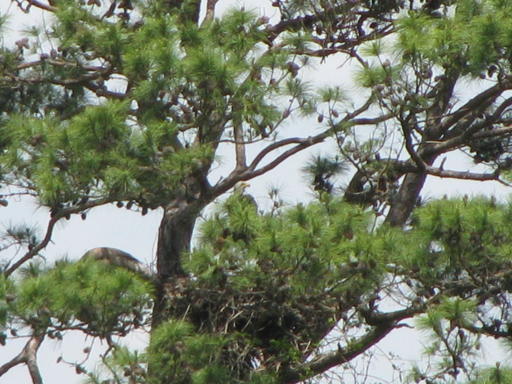 The Majestic Bald Eagle