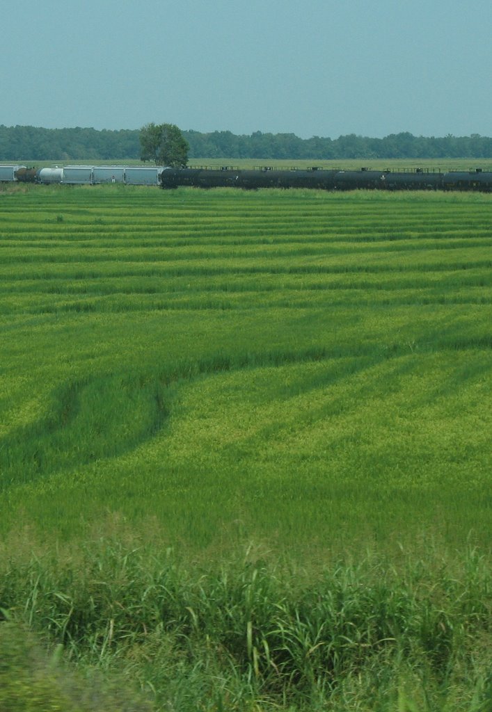 Train and a field