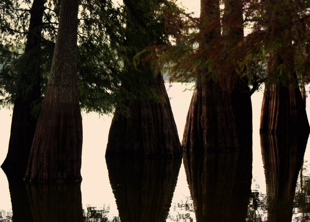 Dancing Trees