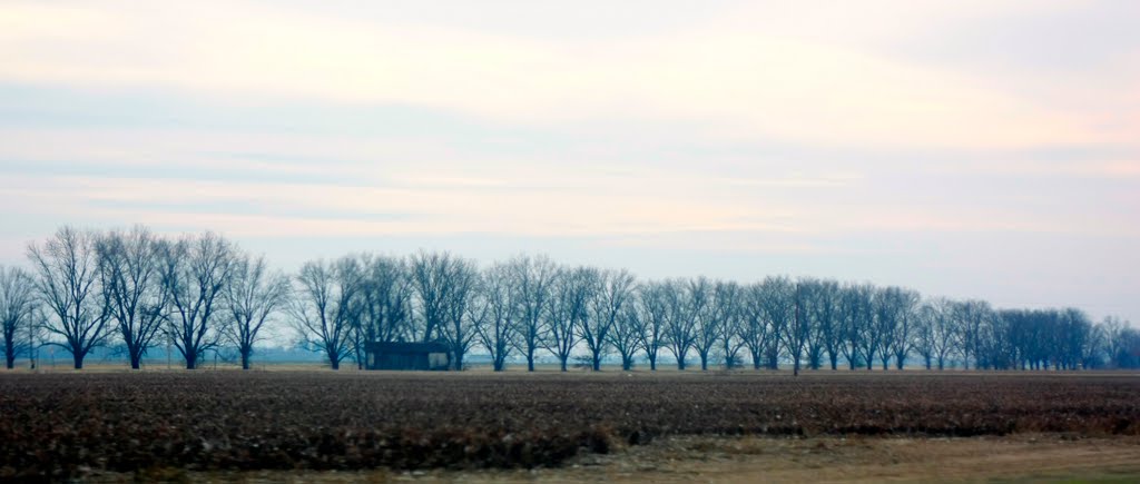 Lined Up and Bare - Winter Pecan Trees Along New 61