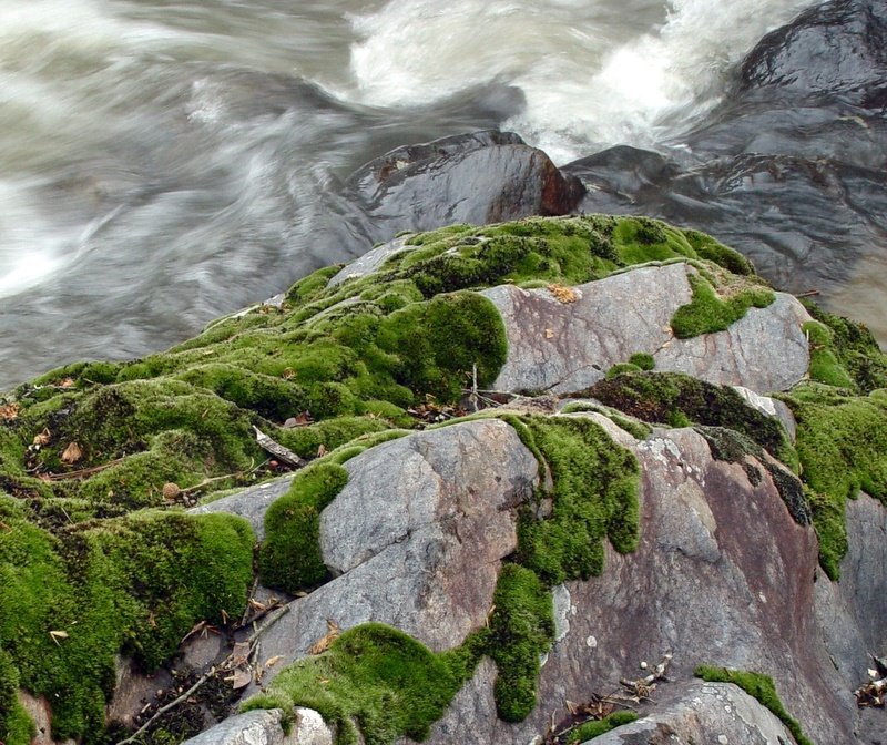 Moss