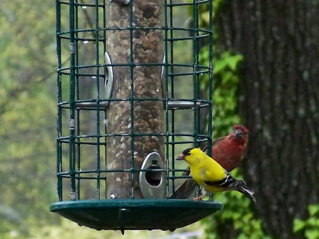 gold finch & purple finch