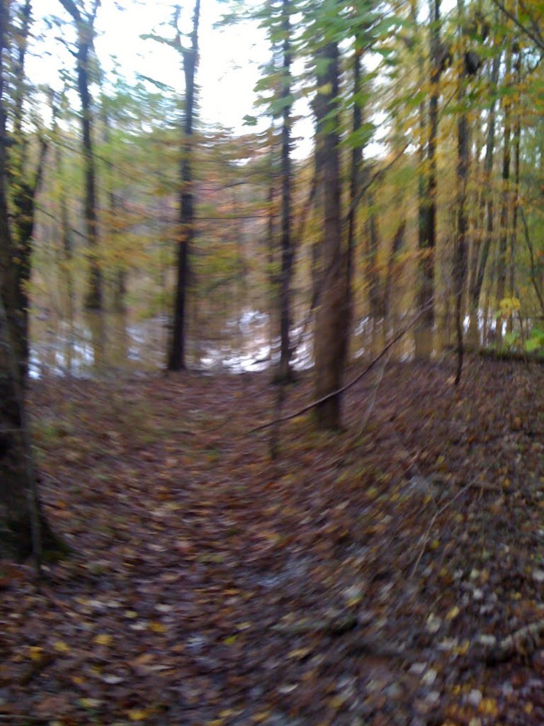sherwoods biggest swamp