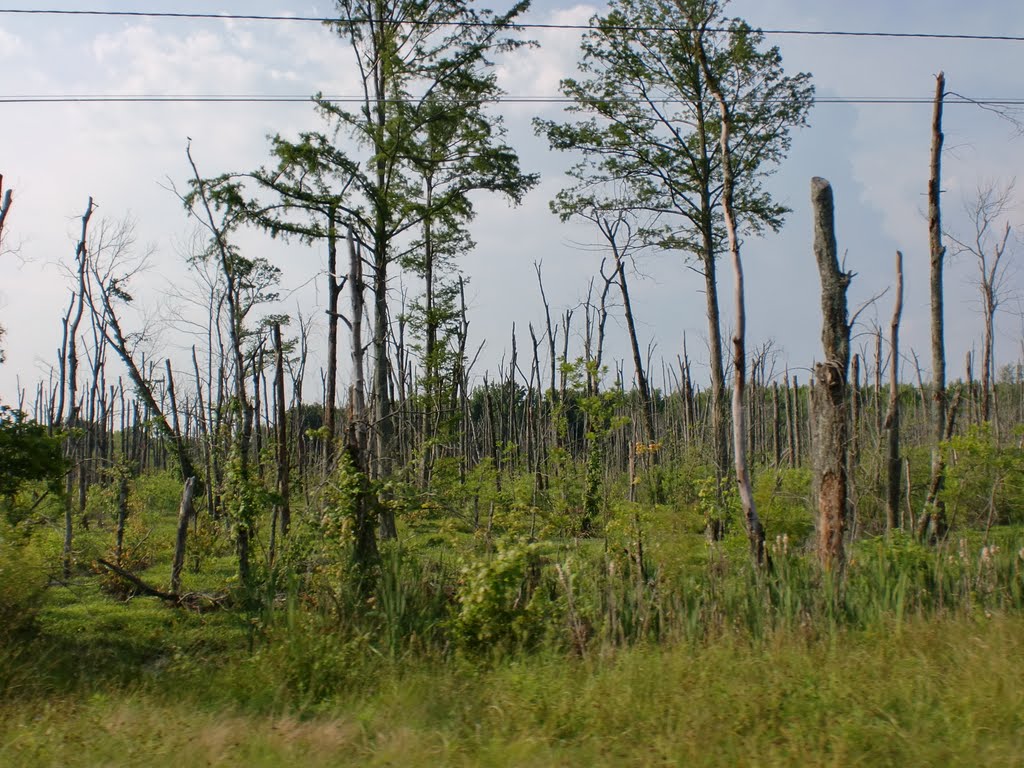 Burned Trees