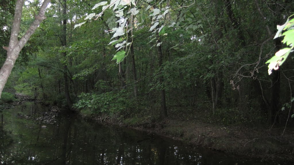 Stream in  Woods