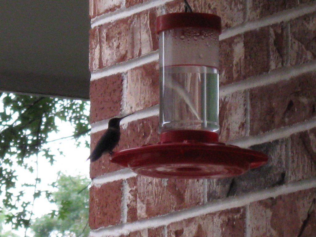 Hummingbird