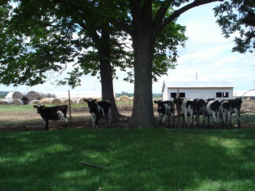 Dairy Farm
