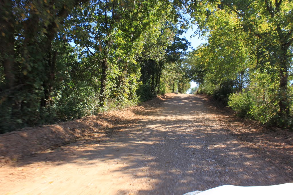 Tree canopied rural road