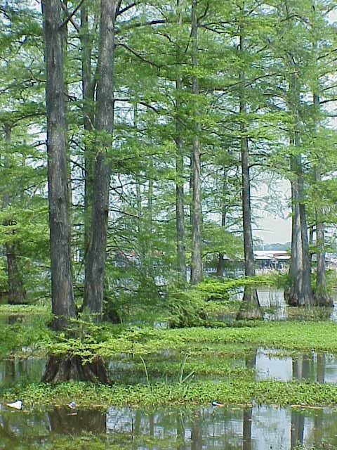 Cypress Swamp