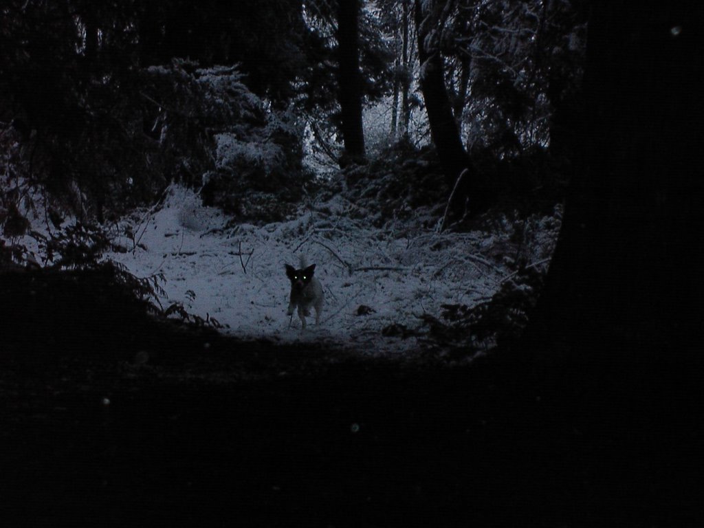 Snow Beast