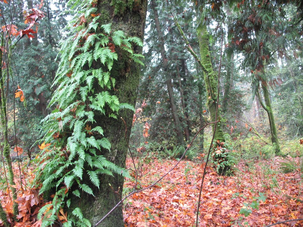 Fern and Tree