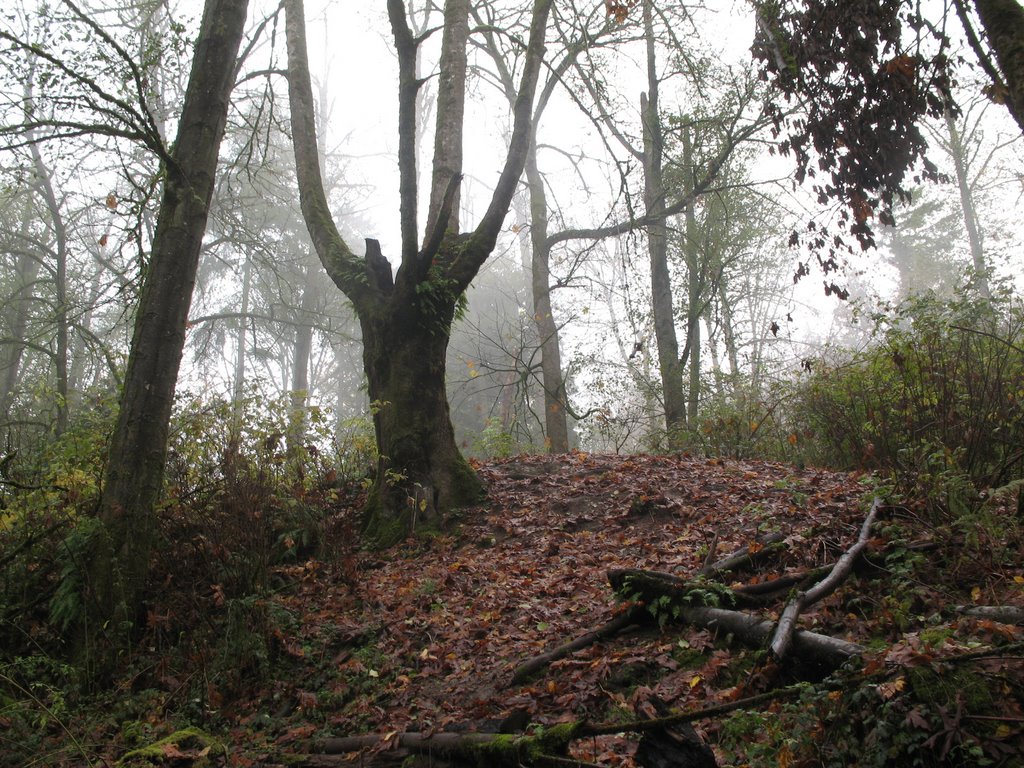 Rope Swing