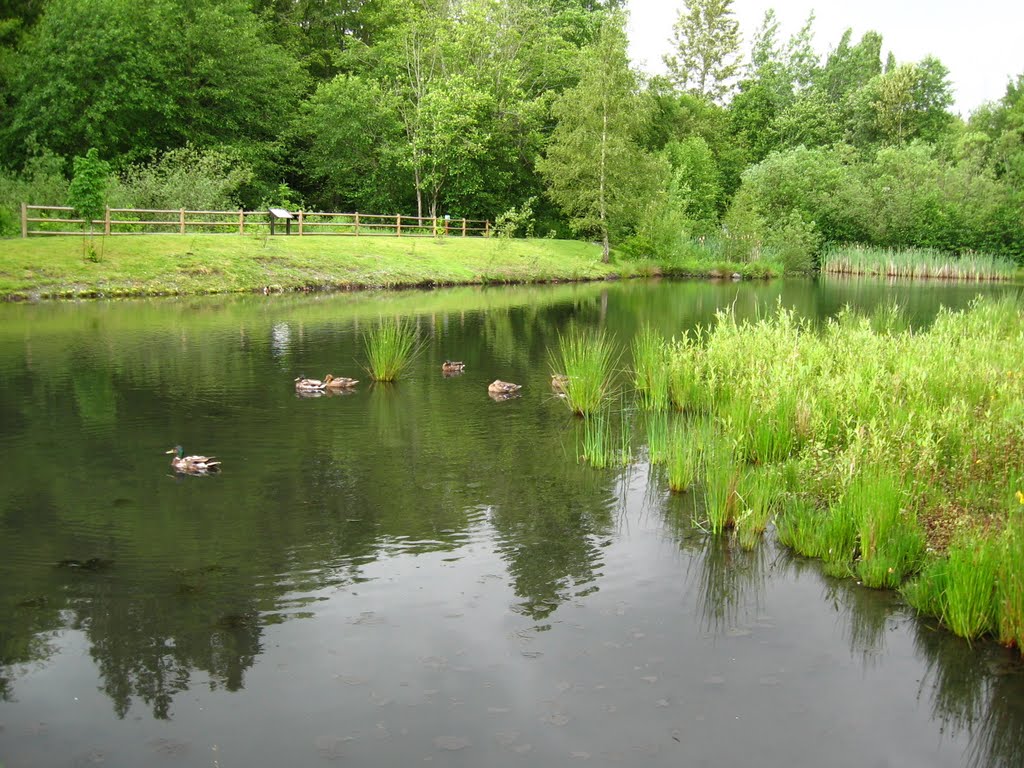 Ducks In A Pond