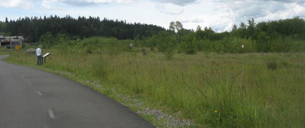 UW Bothell Wetland