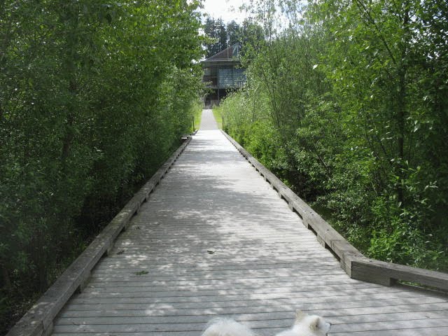 UW Bothell Wetland