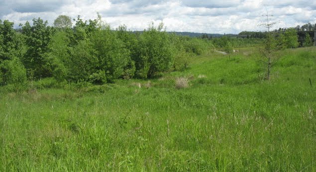 UW Bothell Wetland