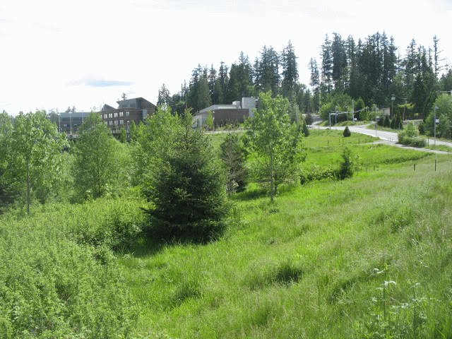 UW Bothell Wetland