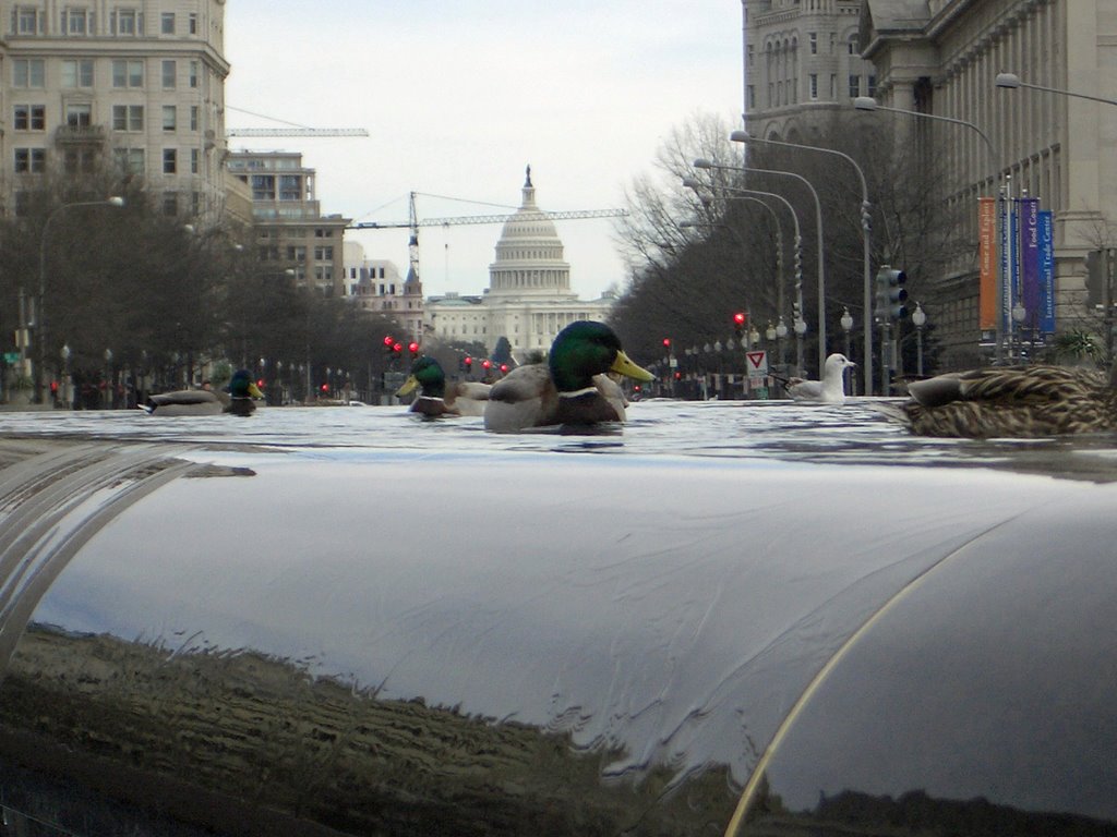 Ducks in the city Washington D.C. Capitol