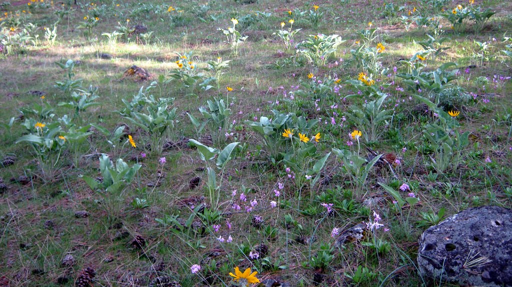 Wildflowers Blooming in Dishman Hills