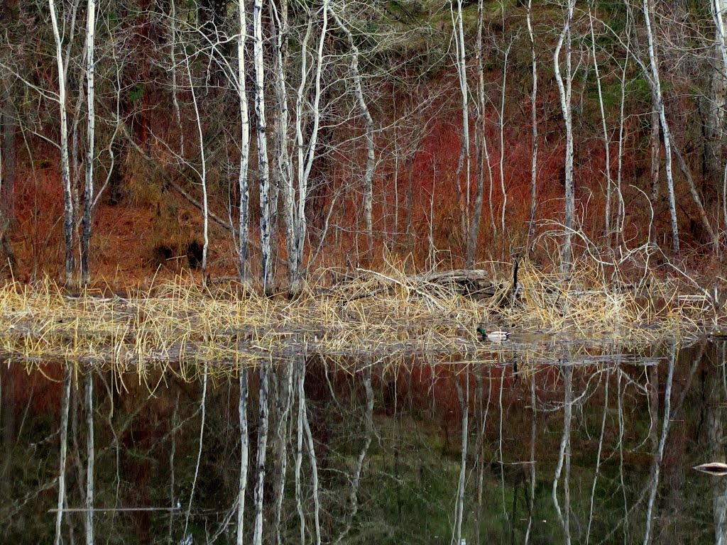 Dishman Hills Pond