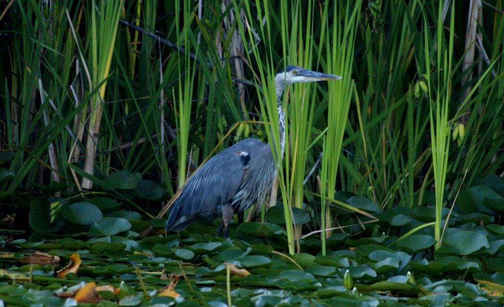 Great Blue Heron