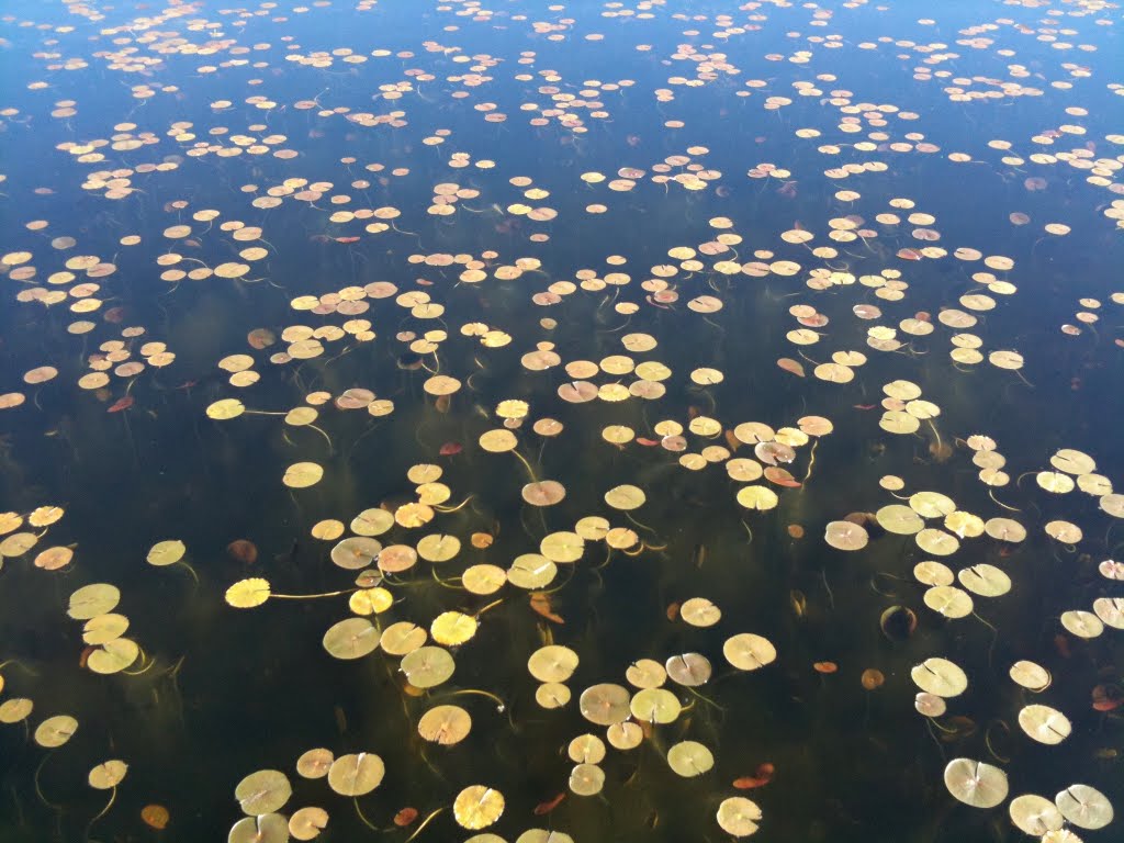 Lillies in Phantom Lake