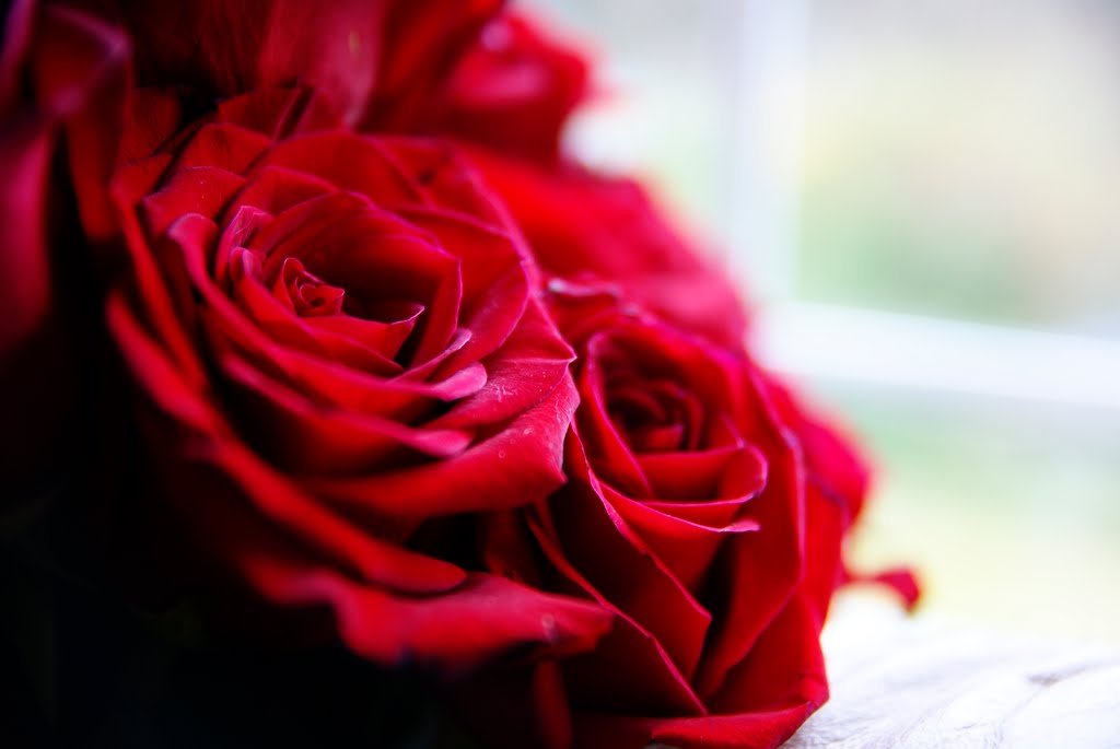 My roses..