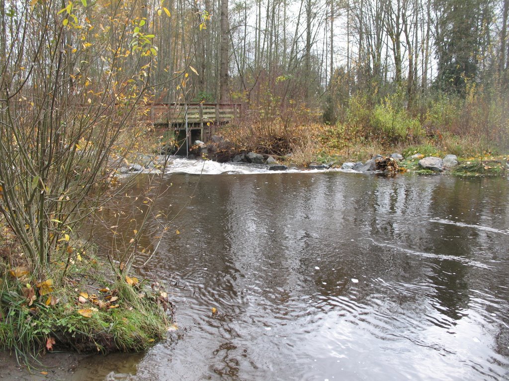 Wallace Swamp Creek 7