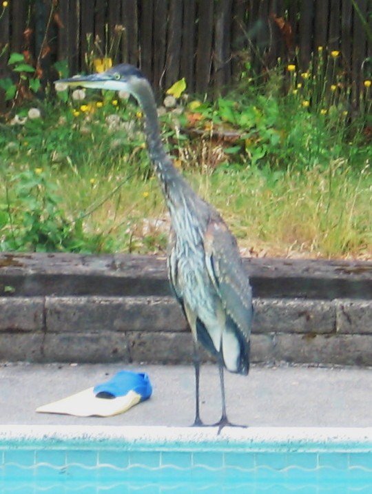 Great Blue Heron Poolside