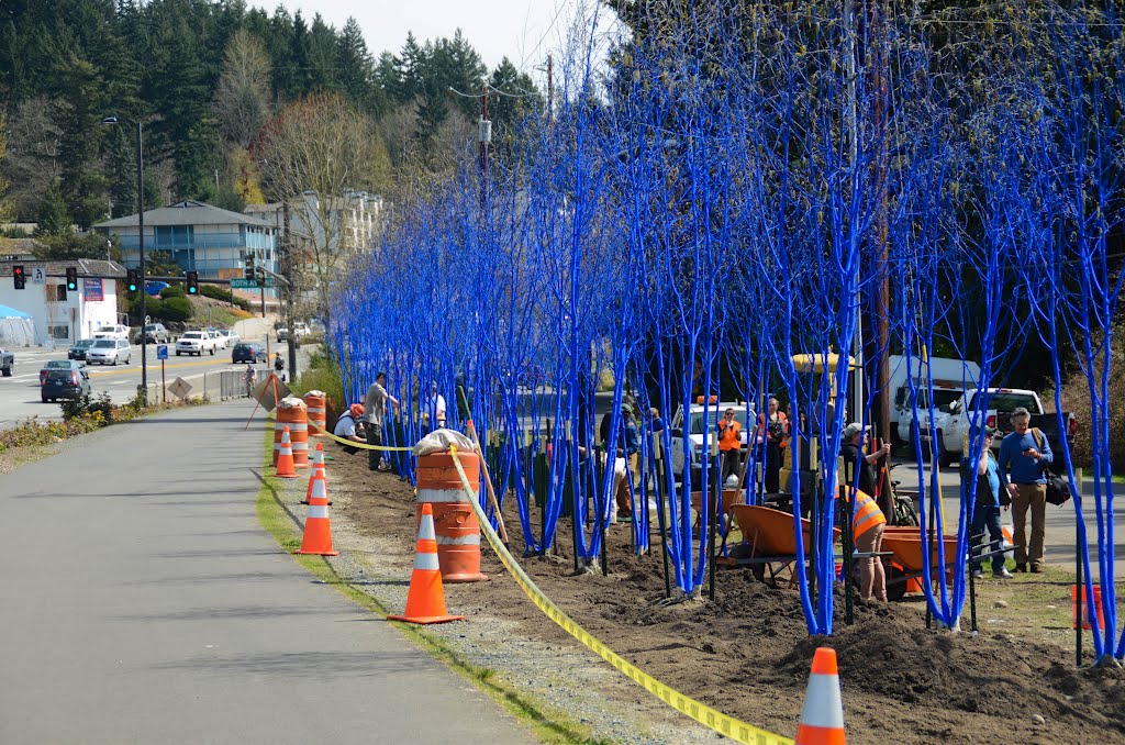 Installation of a very cool public art project in Kenmore Wa.