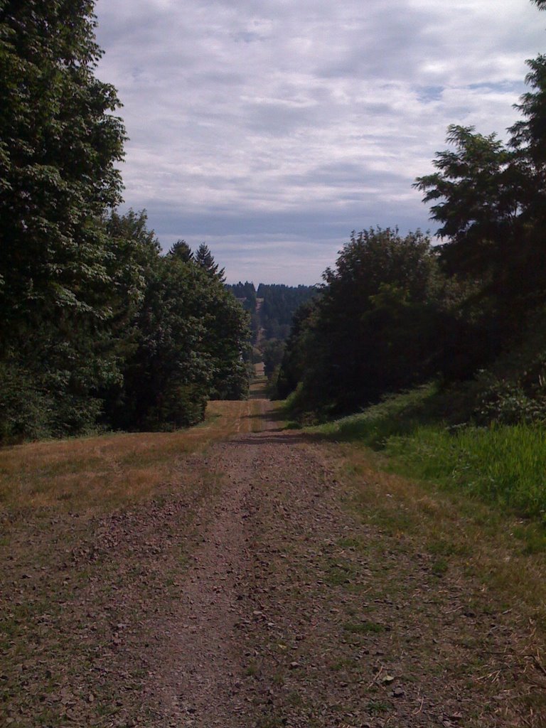 Tolt Pipeline Trail, looking east