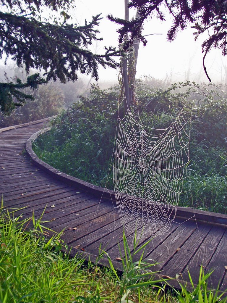 Totem Lake Foggy Web