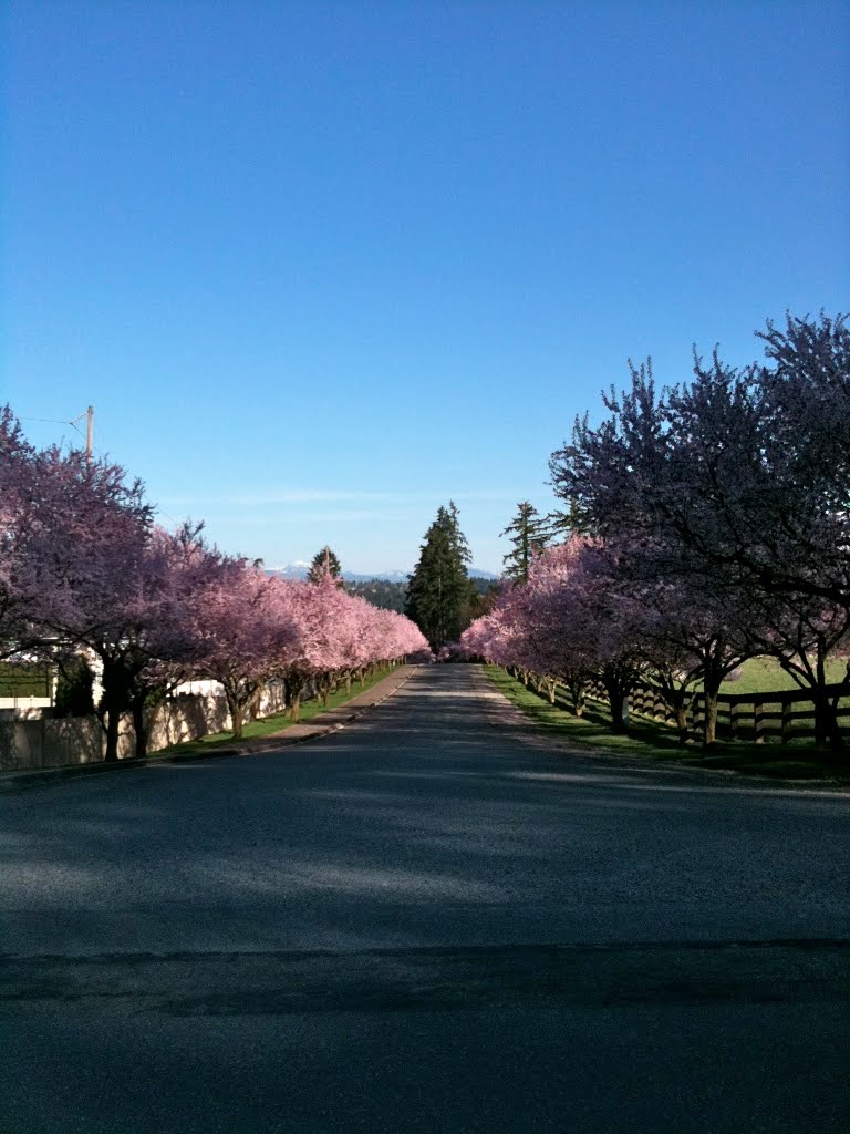 Plum Blossoms and Mountains