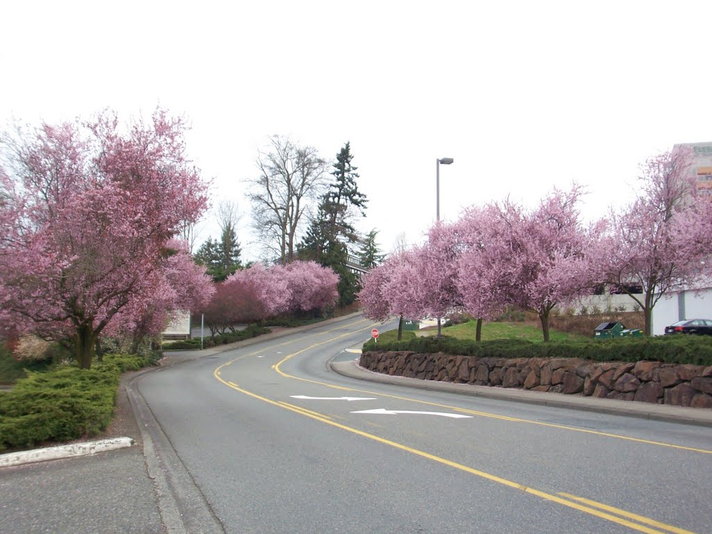 Spring Blossoms Totem Lake Mall-120th AVe NE (1)