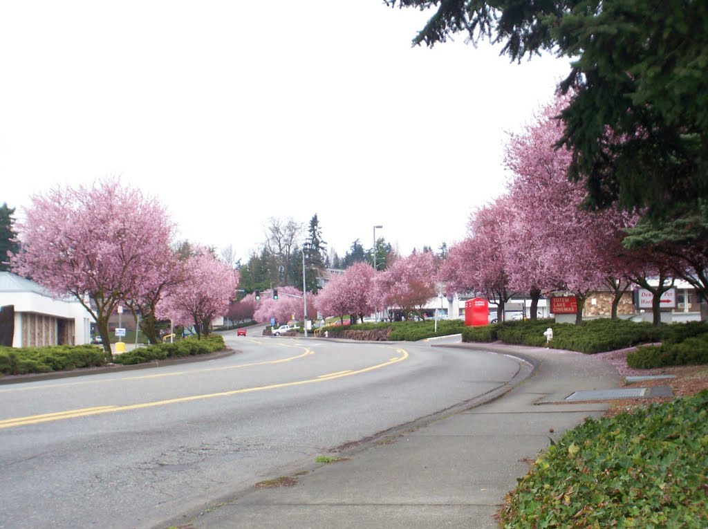 Spring Blossoms Totem Lake Mall-120th AVe NE (2)