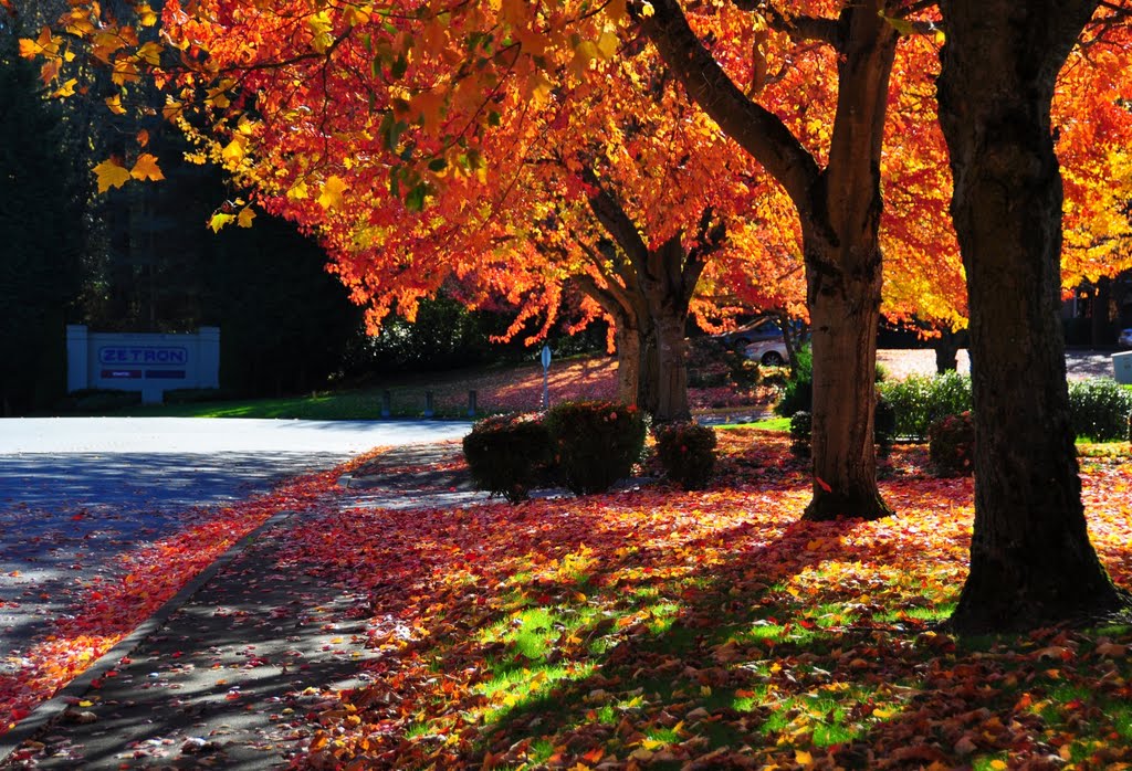Fall colors on 134th Ct NE Redmond, WA