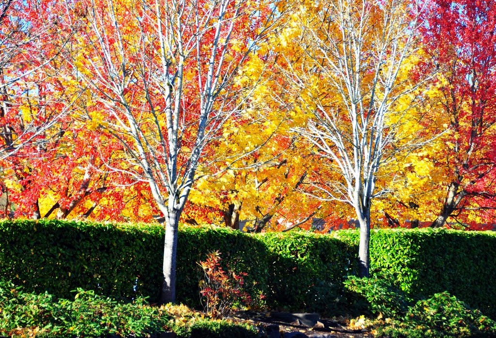 Fall colors in Redmond, WA